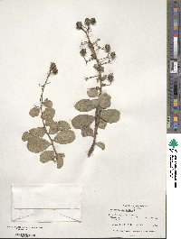 Lagerstroemia indica image