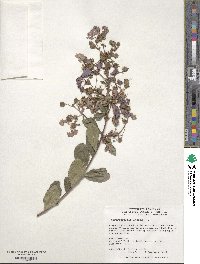 Lagerstroemia indica image