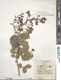 Lagerstroemia indica image