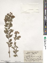 Lagerstroemia indica image
