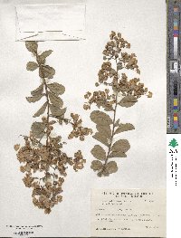 Lagerstroemia indica image