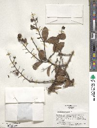 Lagerstroemia indica image
