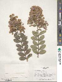 Lagerstroemia indica image