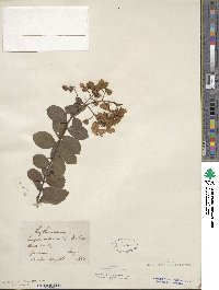 Lagerstroemia indica image