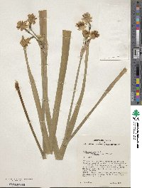 Narcissus tazetta subsp. chinensis image