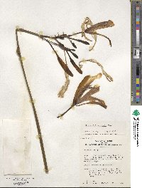 Hemerocallis yezoensis image