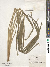 Hemerocallis yezoensis image