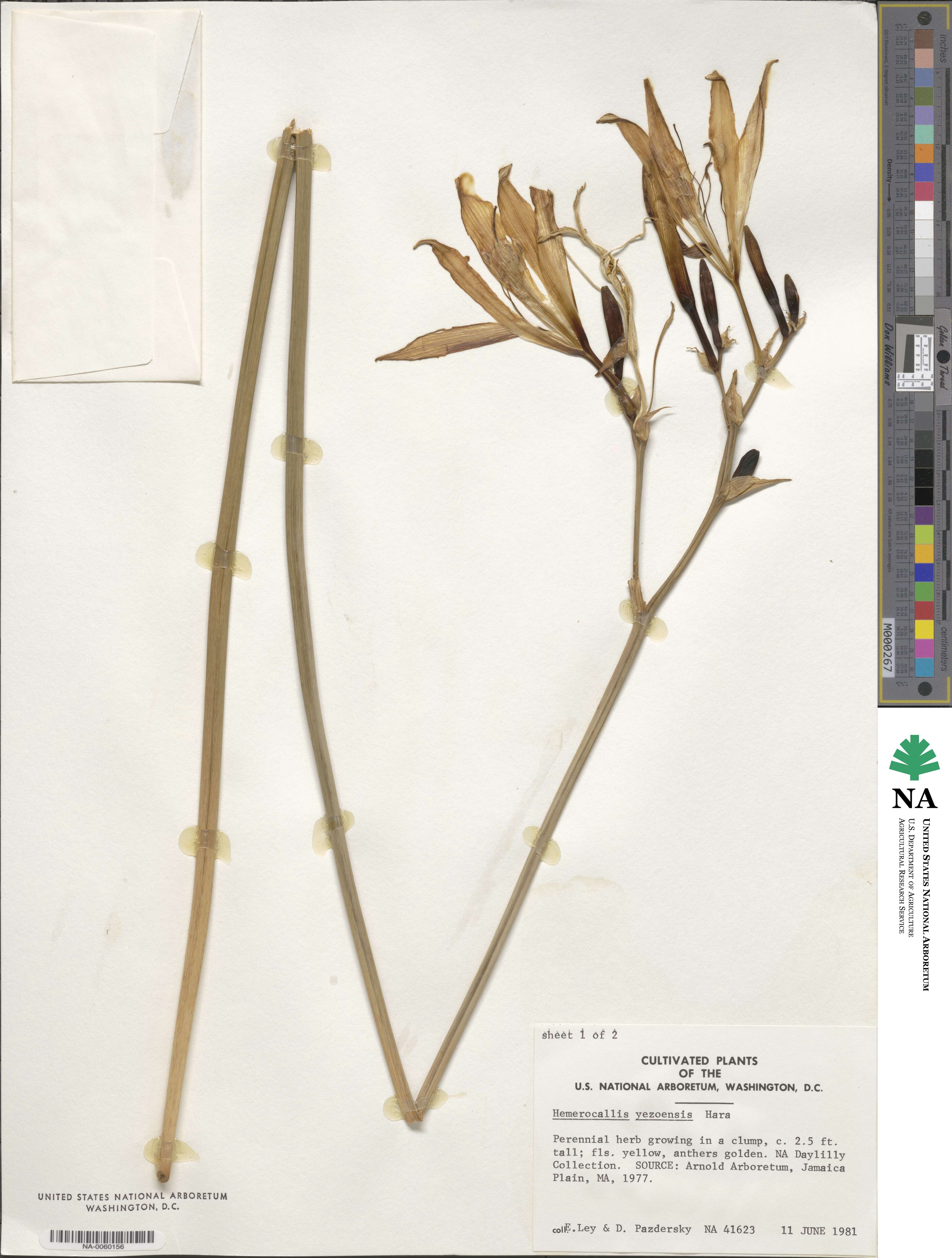 Hemerocallis yezoensis image