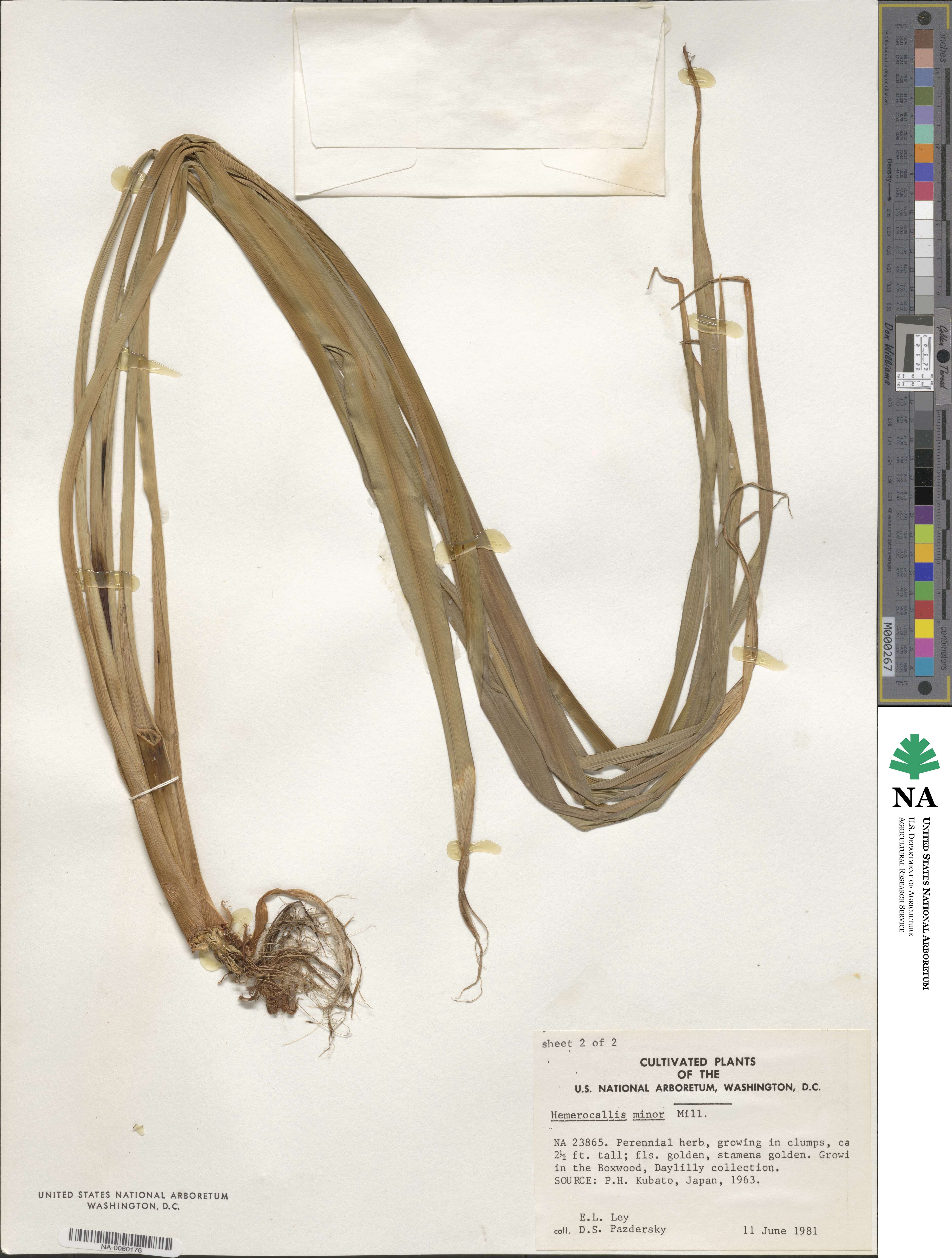 Hemerocallis minor image
