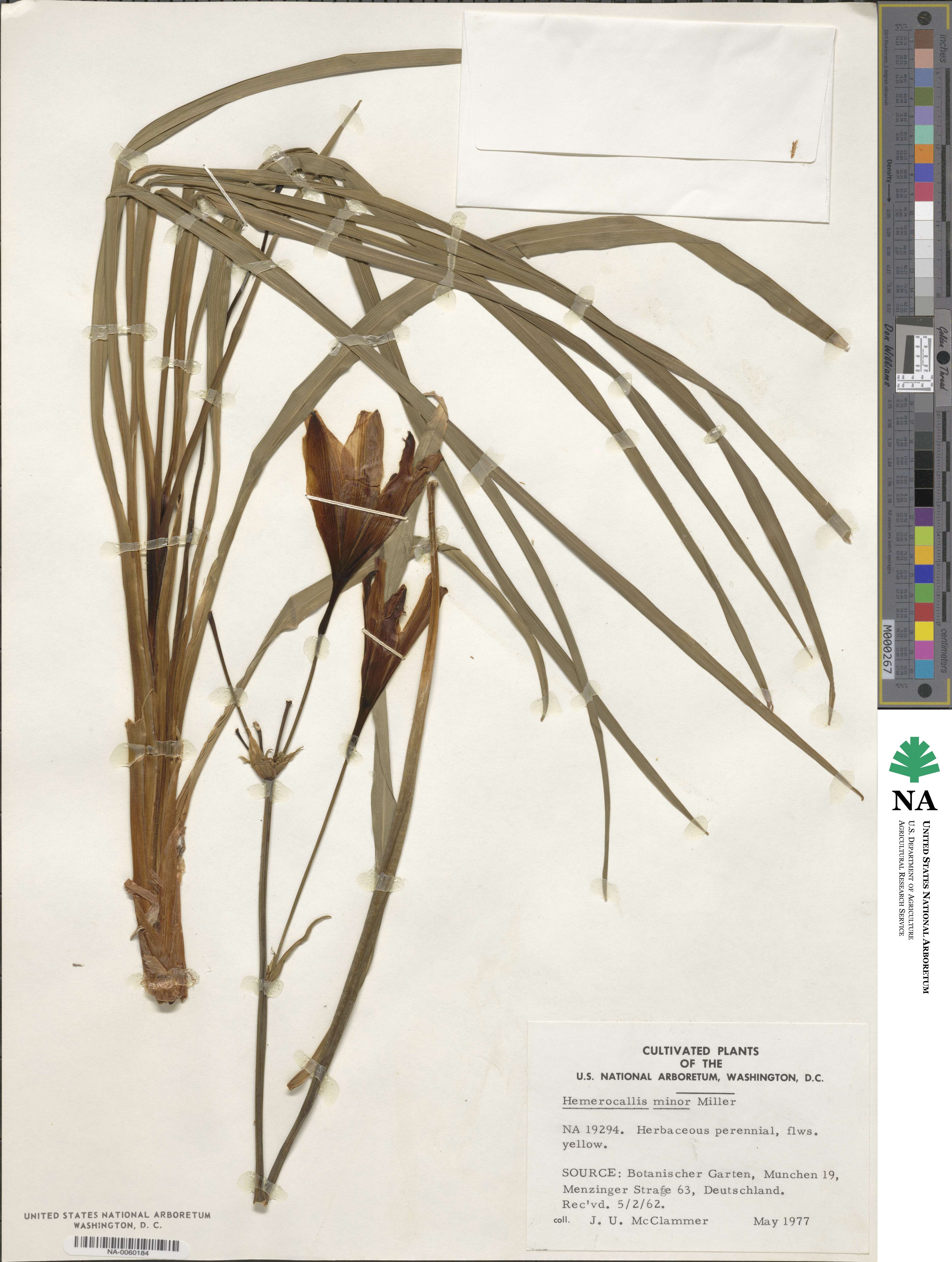 Hemerocallis minor image