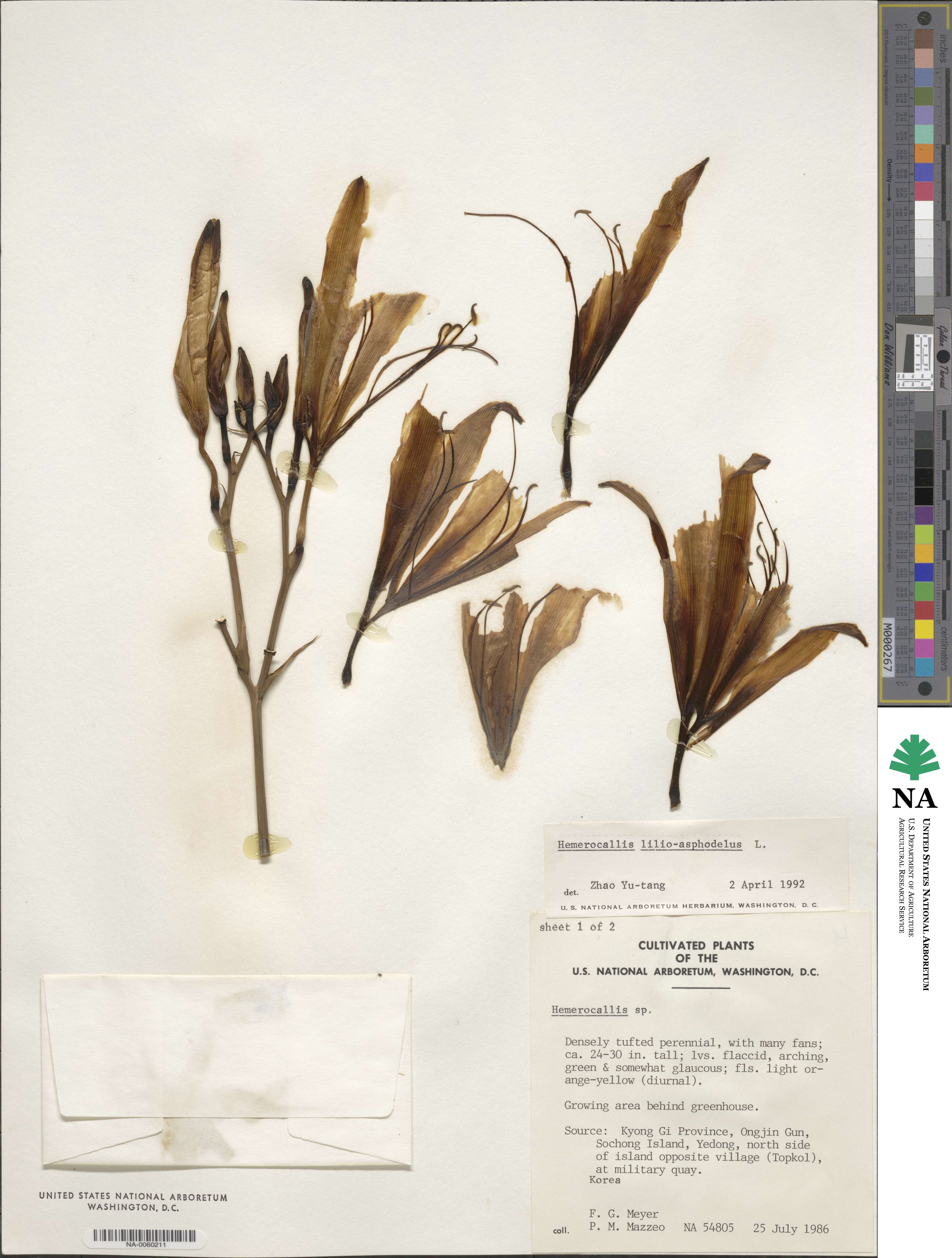 Hemerocallis lilioasphodelus image