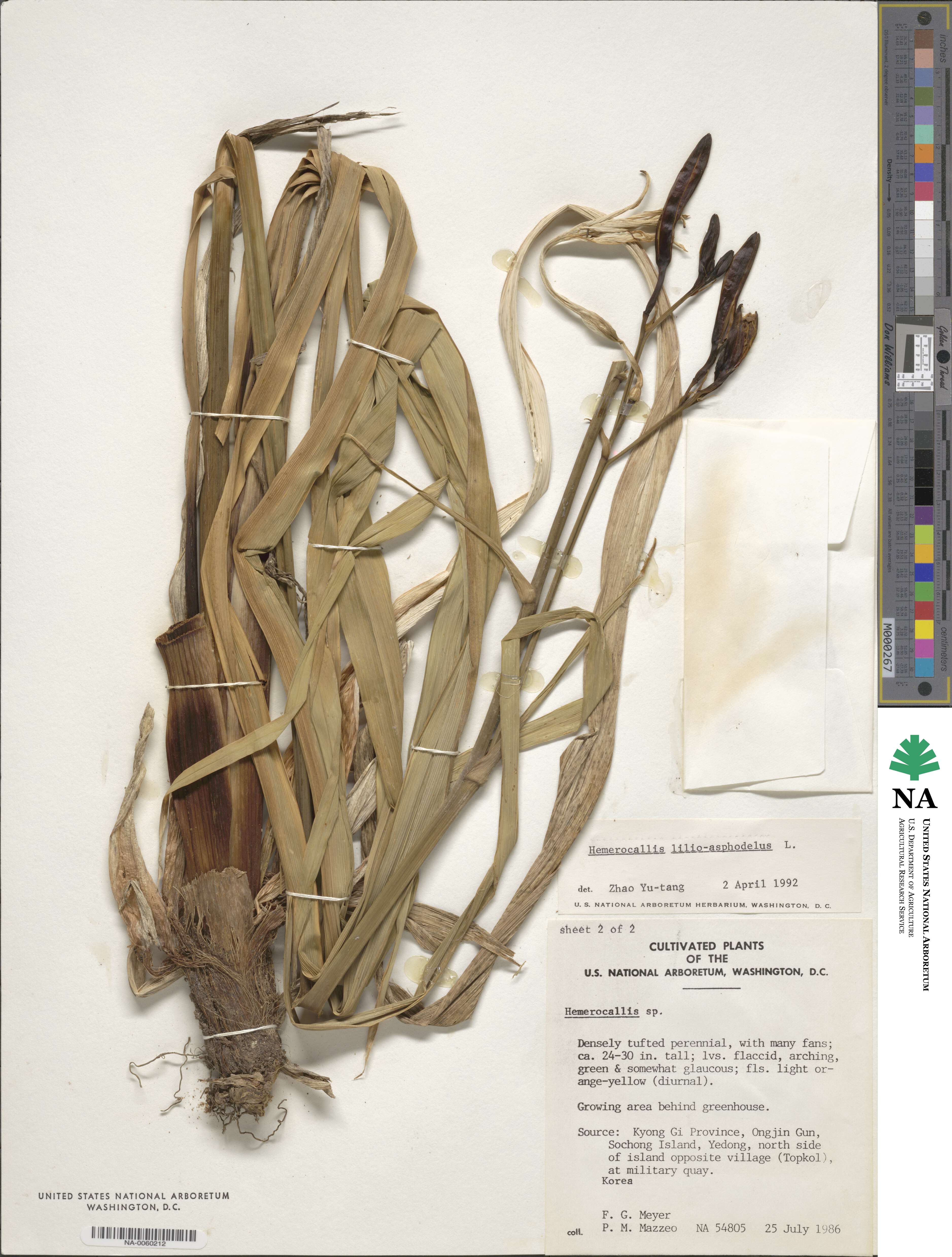 Hemerocallis lilioasphodelus image