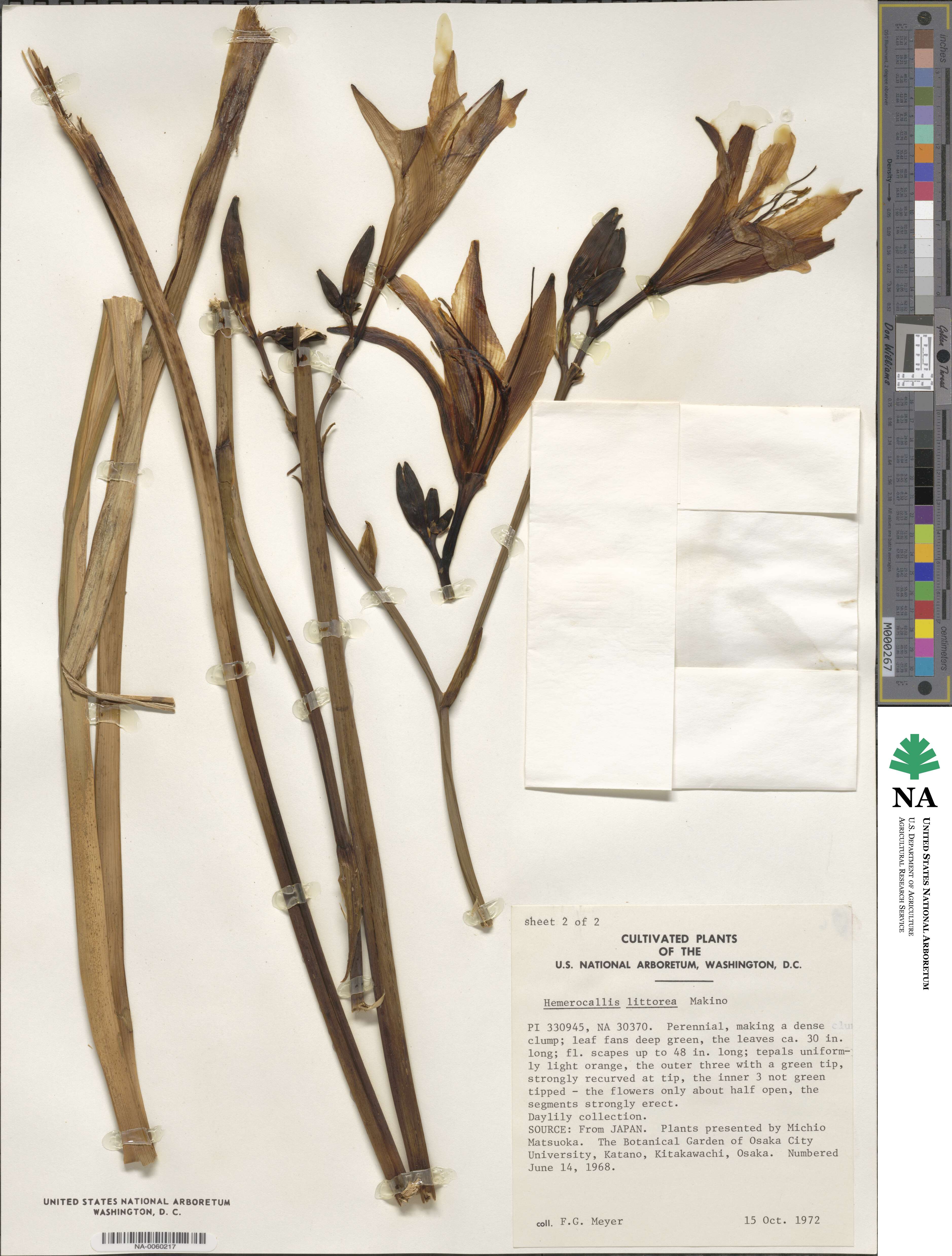 Hemerocallis fulva var. littorea image