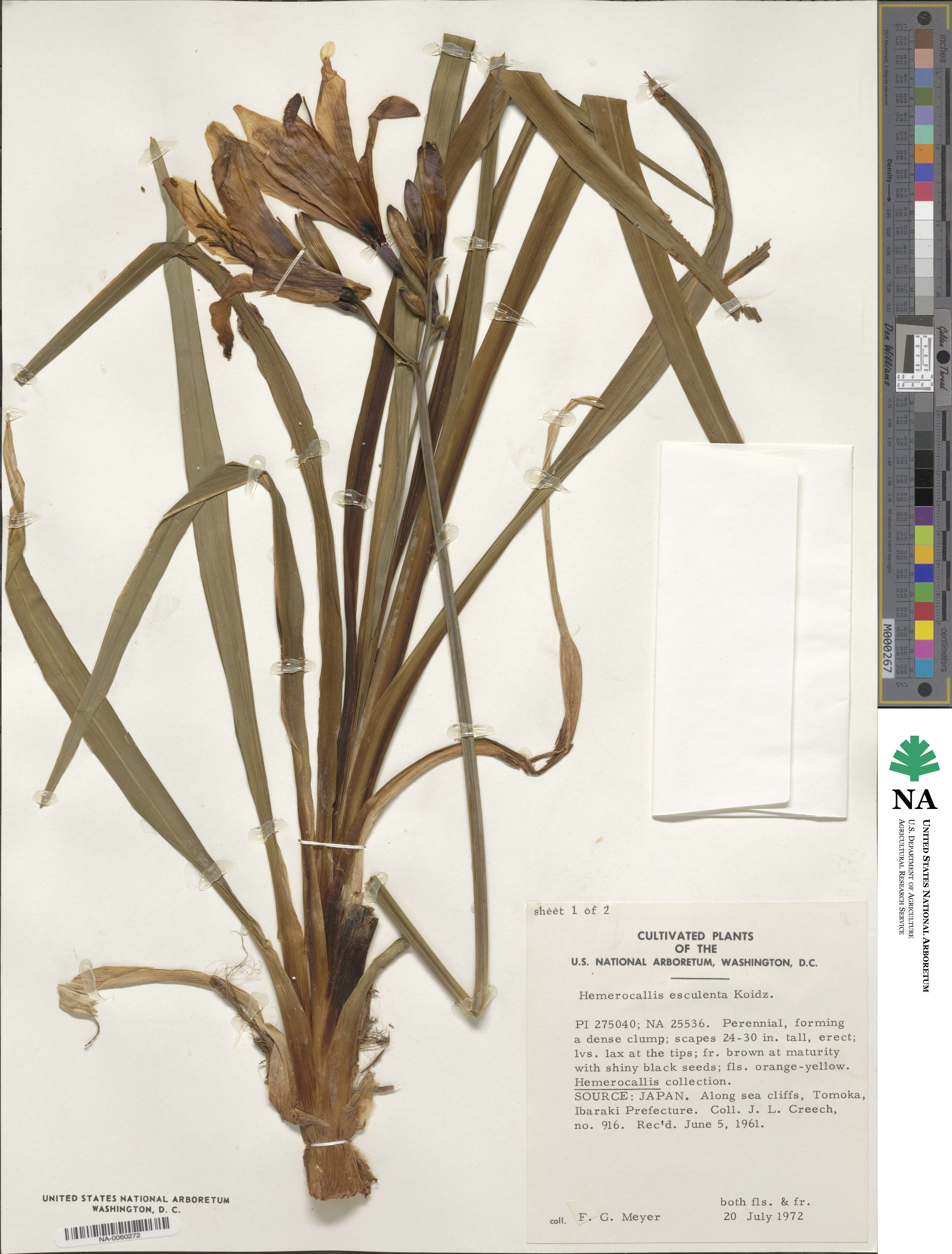Hemerocallis middendorffii var. esculenta image