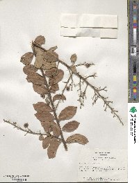 Lagerstroemia indica image