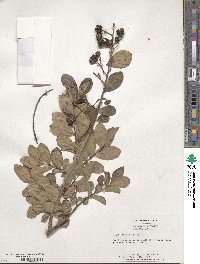 Lagerstroemia indica image