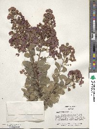 Lagerstroemia indica image