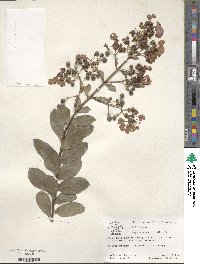 Lagerstroemia indica image