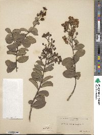 Lagerstroemia indica image