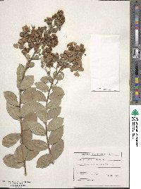 Lagerstroemia indica image