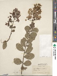 Lagerstroemia indica image