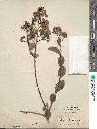 Lagerstroemia indica image