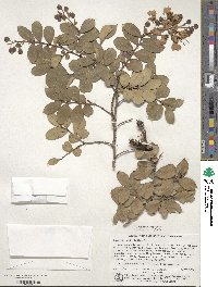 Lagerstroemia indica image