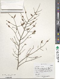 Tsuga canadensis image