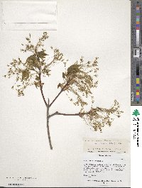 Acer saccharum image