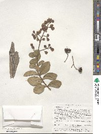 Lagerstroemia indica image