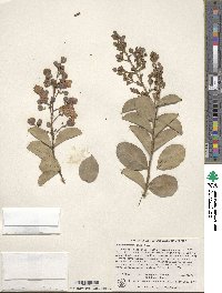 Lagerstroemia indica image