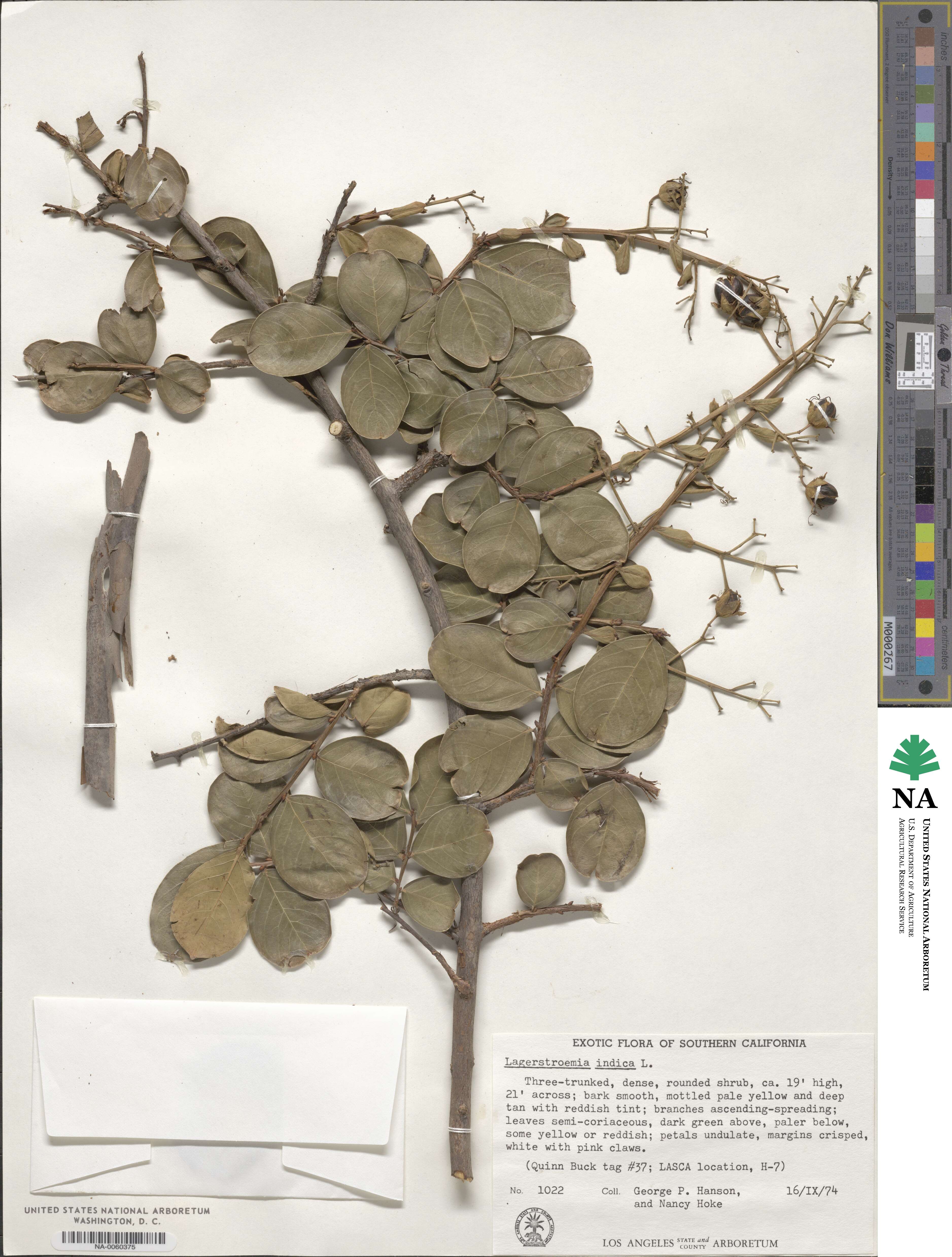 Lagerstroemia indica image