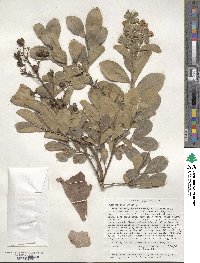 Lagerstroemia indica image
