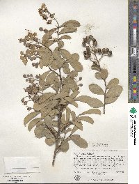 Lagerstroemia indica image