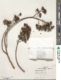 Lagerstroemia indica image
