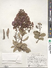 Lagerstroemia indica image