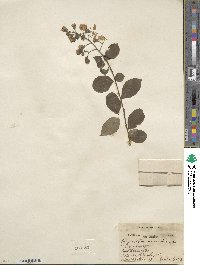 Lagerstroemia indica image