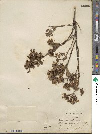 Lagerstroemia indica image