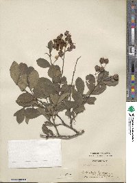 Lagerstroemia indica image
