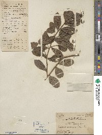 Lagerstroemia indica image