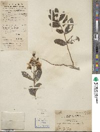 Lagerstroemia indica image