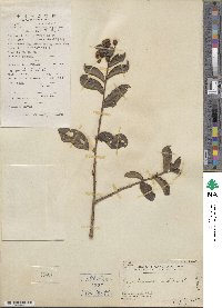 Lagerstroemia indica image
