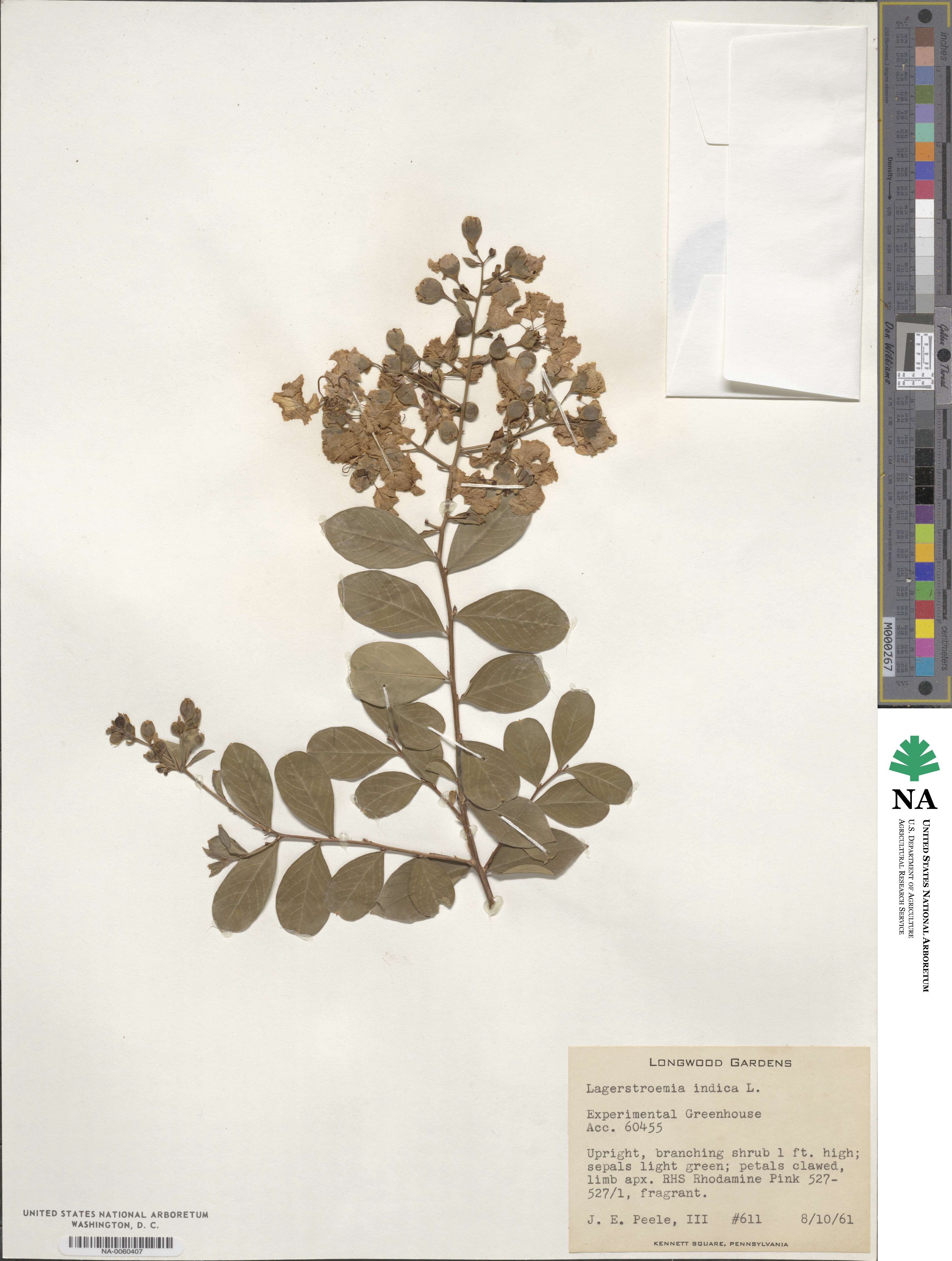 Lagerstroemia indica image