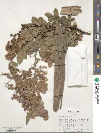 Lagerstroemia indica image
