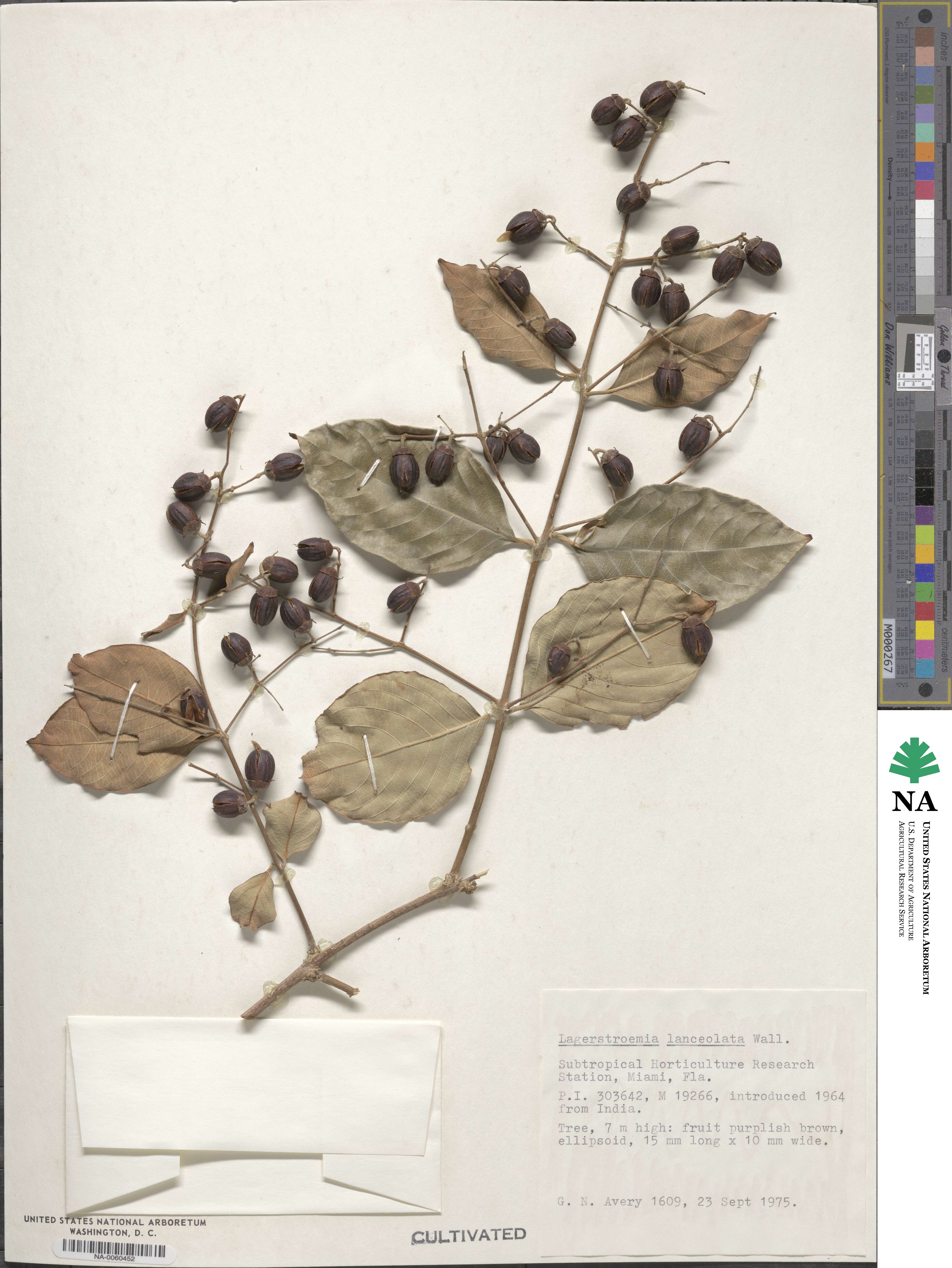 Lagerstroemia lanceolata image