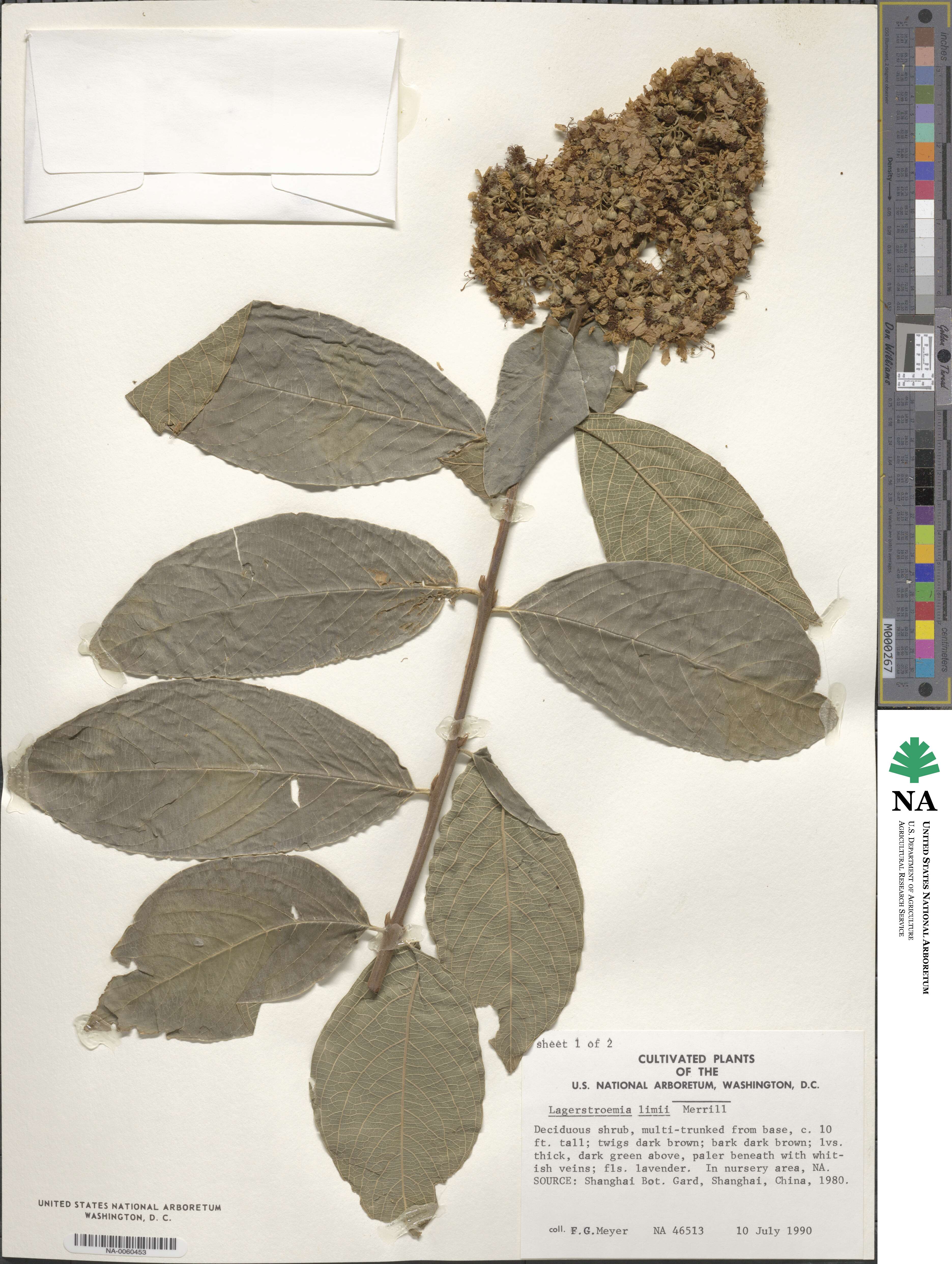 Lagerstroemia limii image