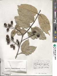 Image of Lagerstroemia loudonii