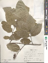 Lagerstroemia loudonii image
