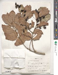 Image of Lagerstroemia microcarpa