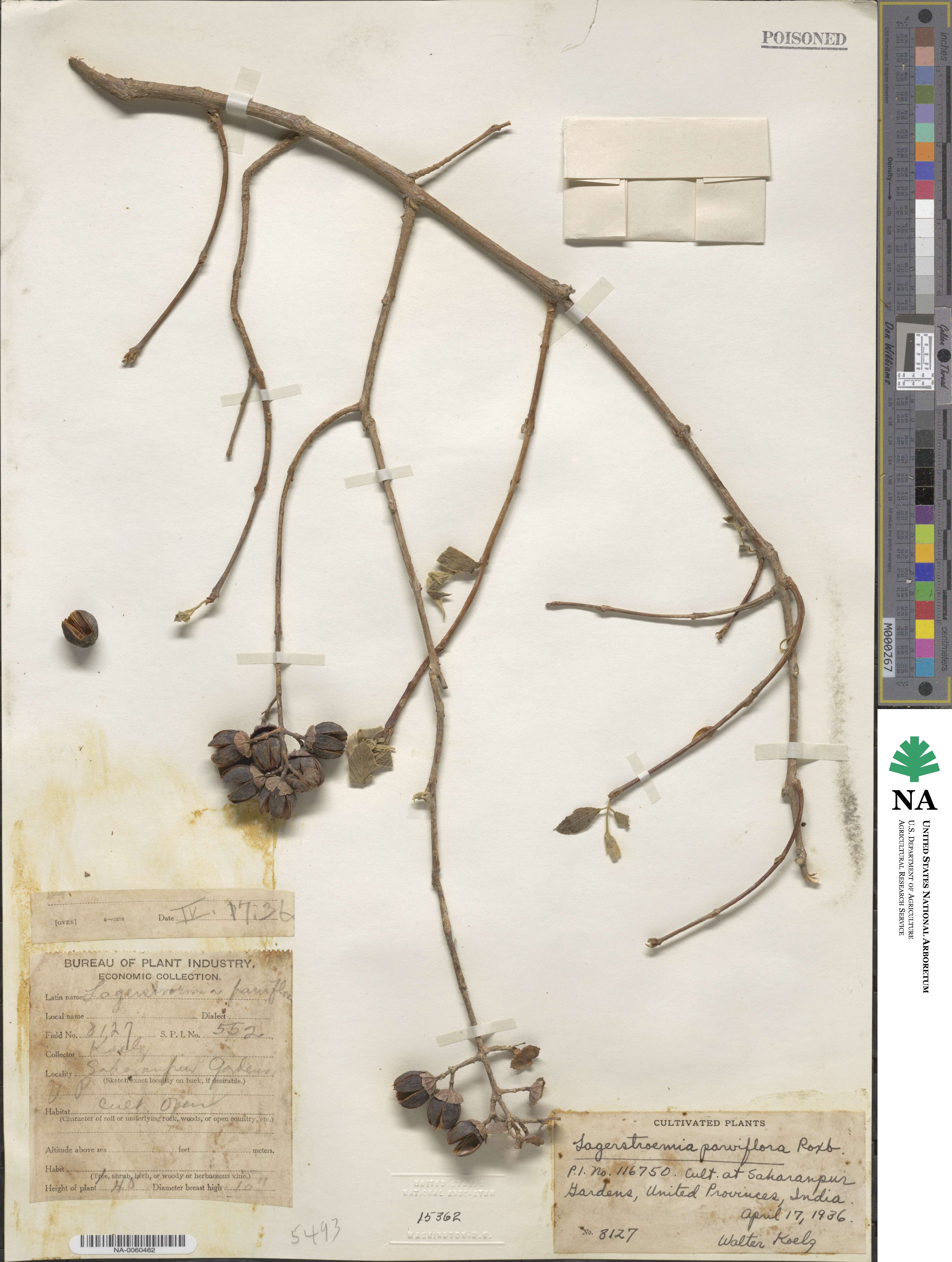 Lagerstroemia parviflora image